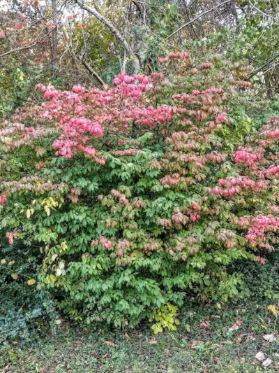 Hopkinsville Dog Park - Hopkinsville, KY