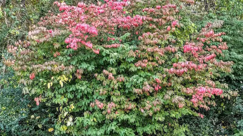 Hopkinsville Dog Park - Hopkinsville, KY