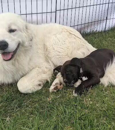 Hopkinsville Dog Park - Hopkinsville, KY