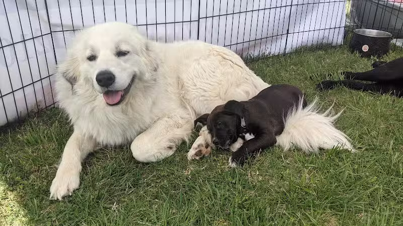 Hopkinsville Dog Park - Hopkinsville, KY