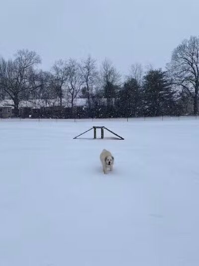 Hopkinsville Dog Park - Hopkinsville, KY