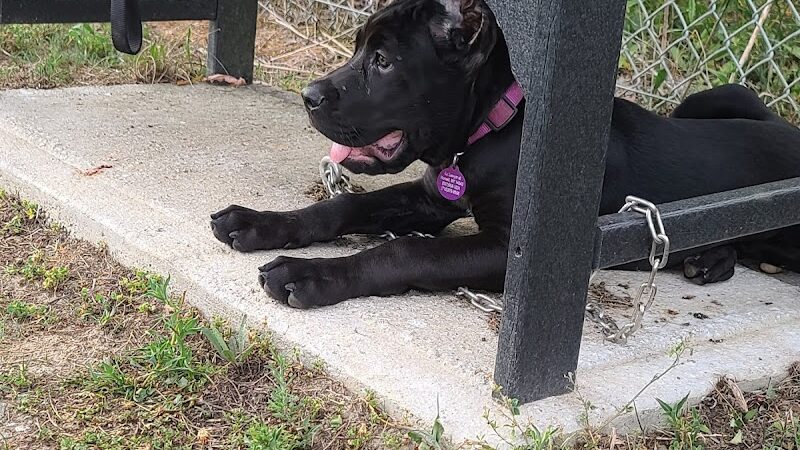 Jillian Andolina Memorial Dog Yard - Hornell, NY