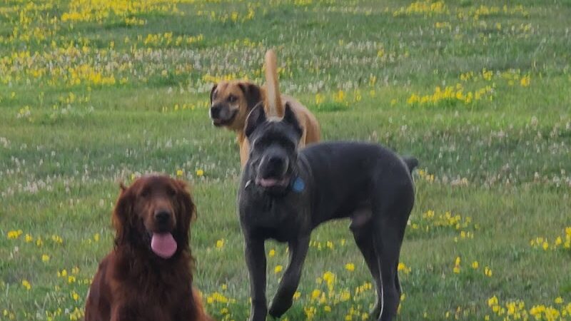 Jillian Andolina Memorial Dog Yard - Hornell, NY