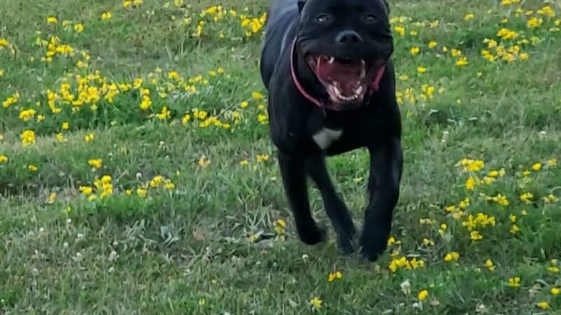 Jillian Andolina Memorial Dog Yard - Hornell, NY