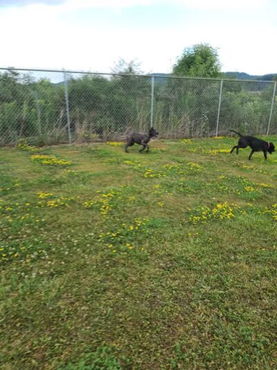 Jillian Andolina Memorial Dog Yard - Hornell, NY