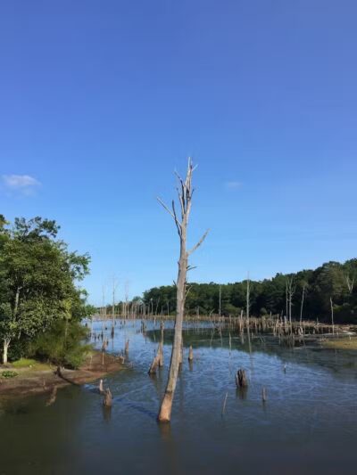 Chestnut Point Manasquan Reservoir - Howell Township, NJ