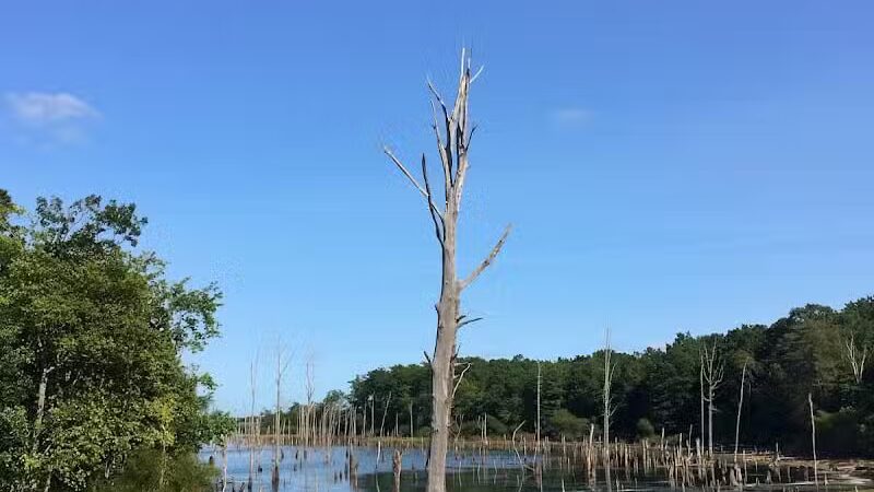 Chestnut Point Manasquan Reservoir - Howell Township, NJ