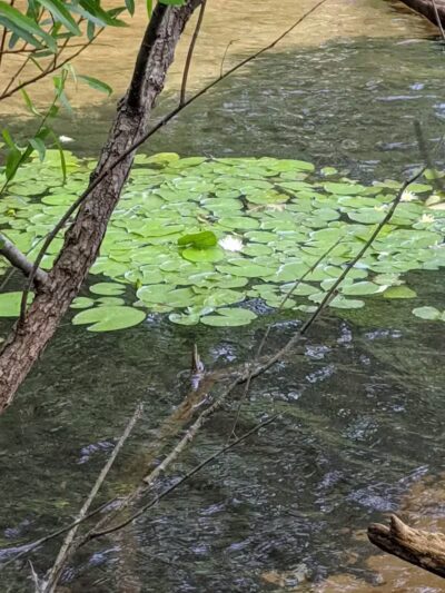 Chestnut Point Manasquan Reservoir - Howell Township, NJ