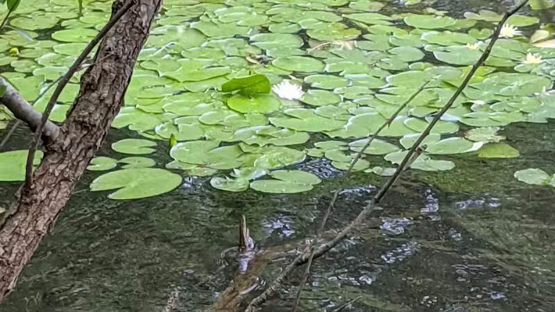 Chestnut Point Manasquan Reservoir - Howell Township, NJ