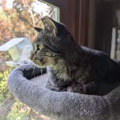 Animal Shelter of Schoharie Valley - Howes Cave, NY