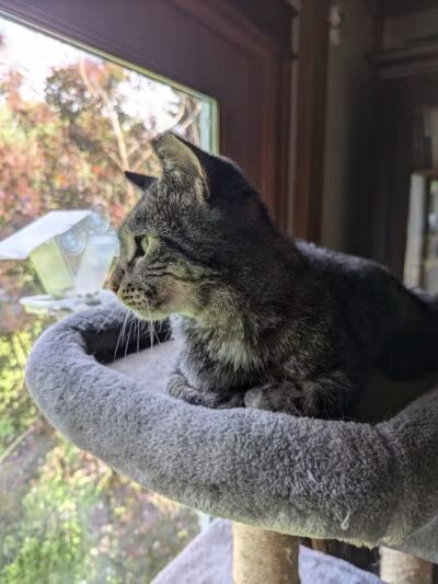 Animal Shelter of Schoharie Valley - Howes Cave, NY