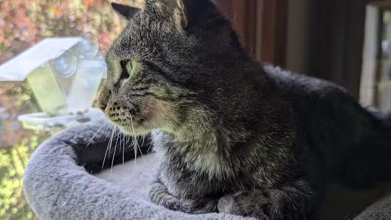 Animal Shelter of Schoharie Valley - Howes Cave, NY