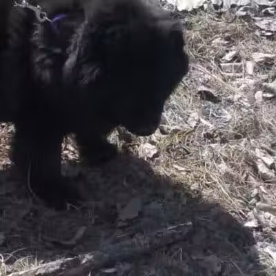 Animal Shelter of Schoharie Valley - Howes Cave, NY