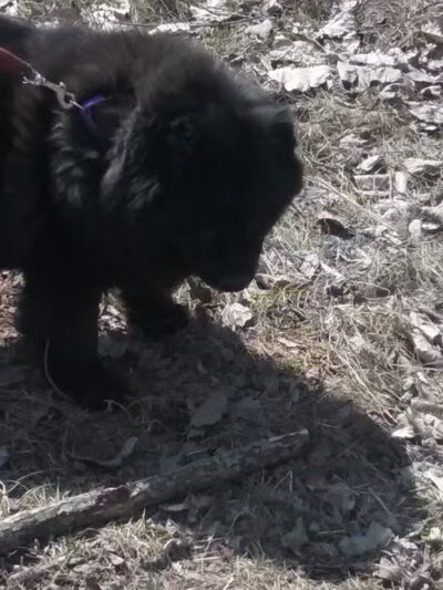 Animal Shelter of Schoharie Valley - Howes Cave, NY