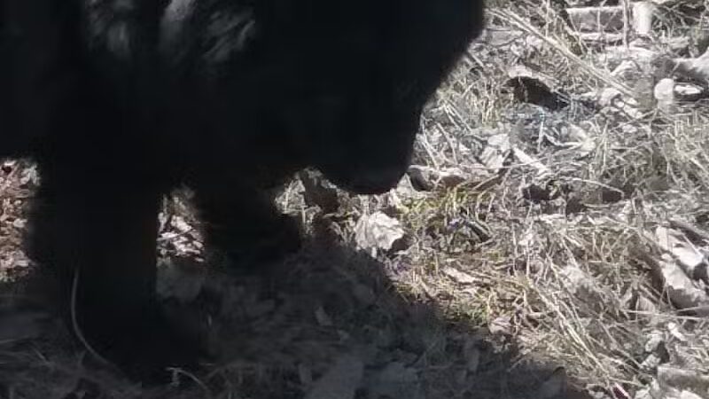Animal Shelter of Schoharie Valley - Howes Cave, NY
