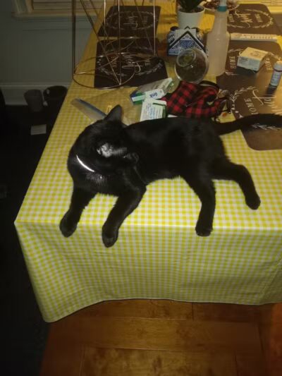 Animal Shelter of Schoharie Valley - Howes Cave, NY