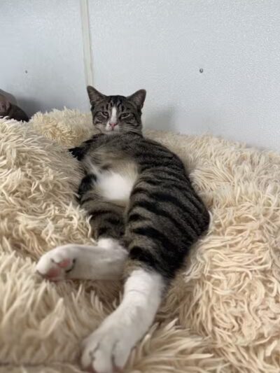 Animal Shelter of Schoharie Valley - Howes Cave, NY