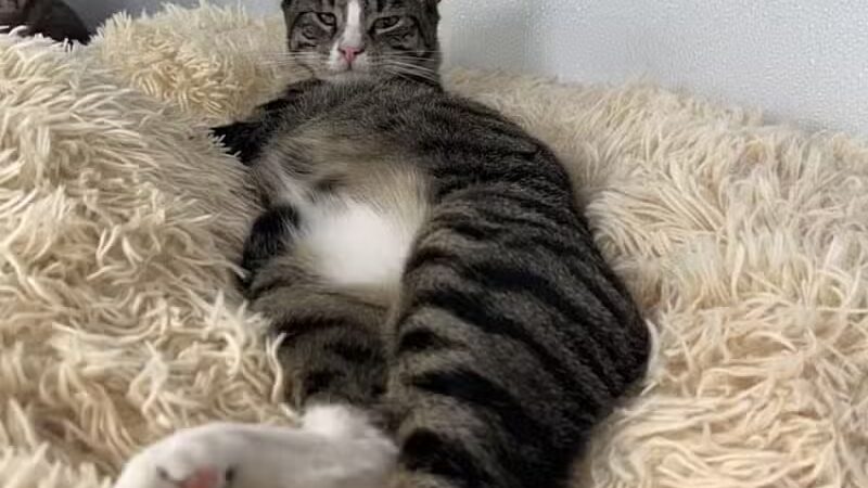 Animal Shelter of Schoharie Valley - Howes Cave, NY