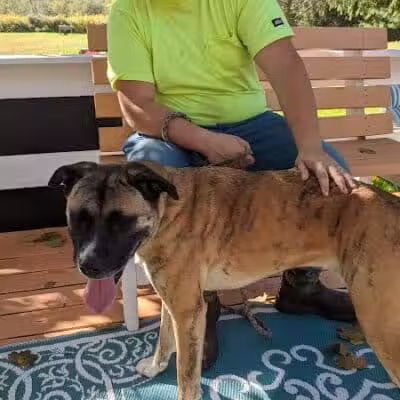 Animal Shelter of Schoharie Valley - Howes Cave, NY