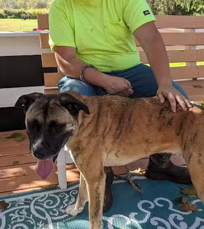 Animal Shelter of Schoharie Valley - Howes Cave, NY