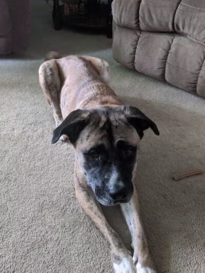 Animal Shelter of Schoharie Valley - Howes Cave, NY