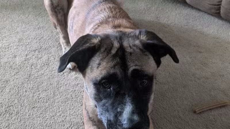 Animal Shelter of Schoharie Valley - Howes Cave, NY