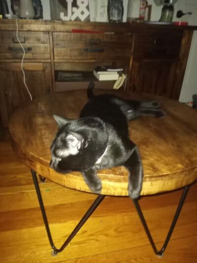 Animal Shelter of Schoharie Valley - Howes Cave, NY