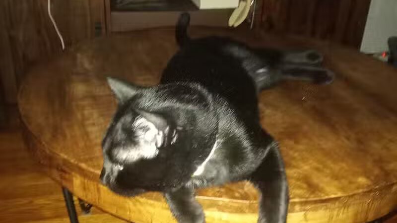 Animal Shelter of Schoharie Valley - Howes Cave, NY