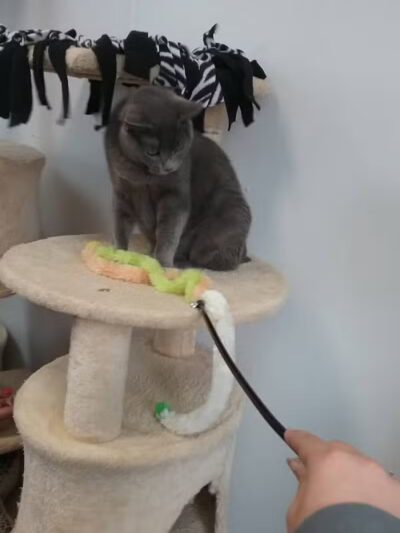 Animal Shelter of Schoharie Valley - Howes Cave, NY