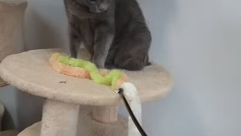 Animal Shelter of Schoharie Valley - Howes Cave, NY