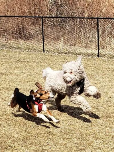 Hudson Dog Park - Hudson, NY