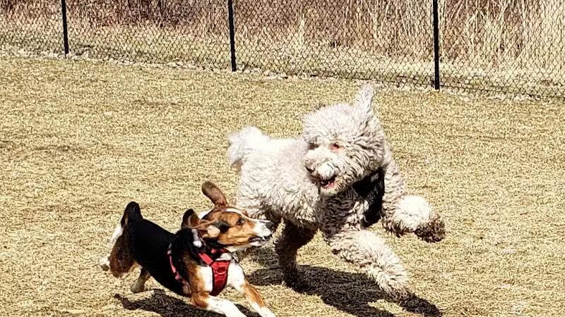 Hudson Dog Park - Hudson, NY