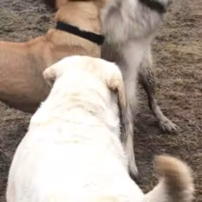 Hudson Dog Park - Hudson, NY