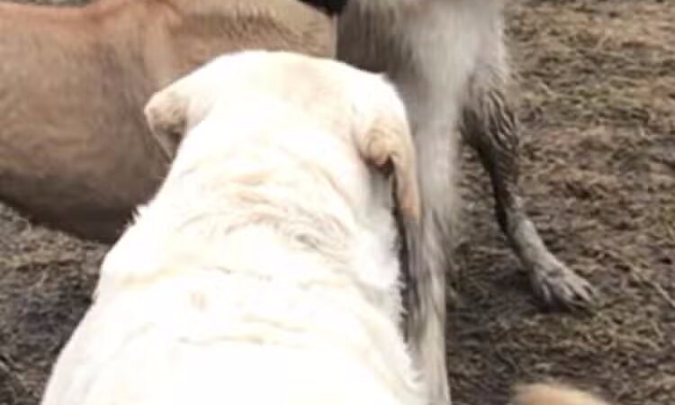 Hudson Dog Park - Hudson, NY