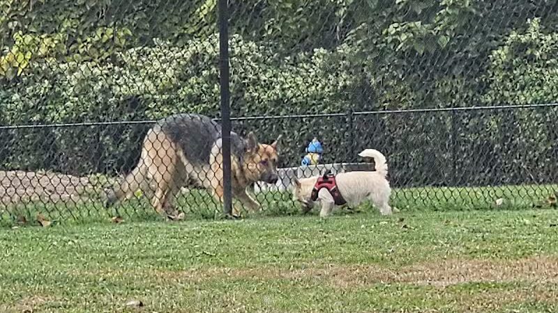 Hudson Dog Park - Hudson, NY