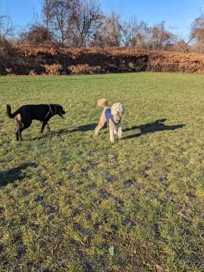 Hudson Dog Park - Hudson, NY