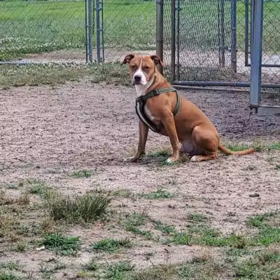 Redwood Dog Park - Hudson, NC