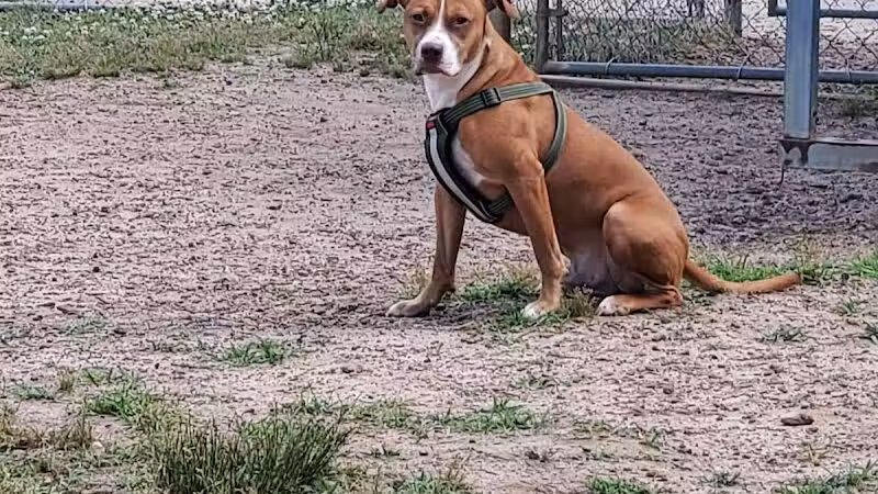 Redwood Dog Park - Hudson, NC