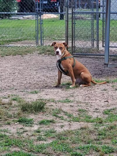 Redwood Dog Park - Hudson, NC
