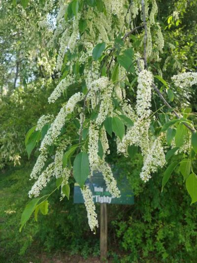 Redwood Dog Park - Hudson, NC
