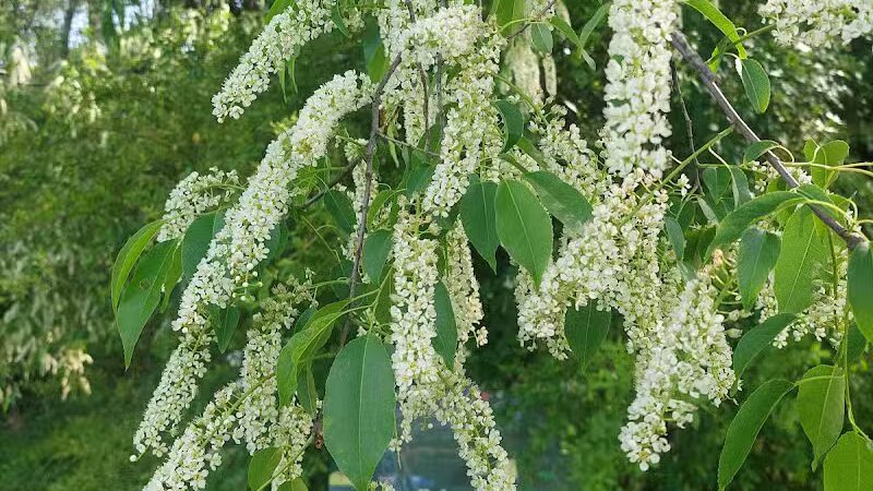 Redwood Dog Park - Hudson, NC