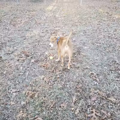 Redwood Dog Park - Hudson, NC