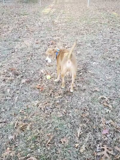 Redwood Dog Park - Hudson, NC