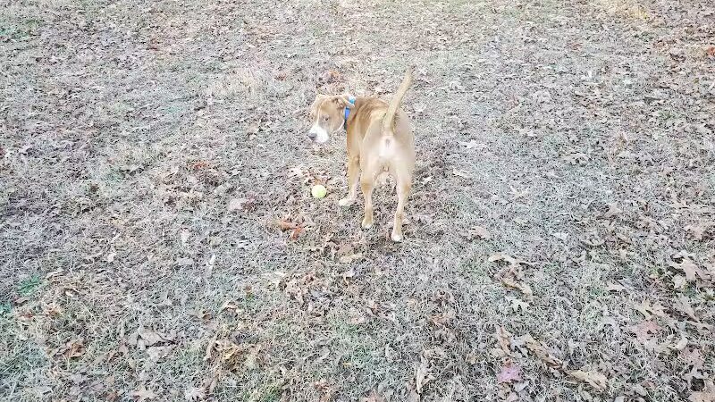 Redwood Dog Park - Hudson, NC