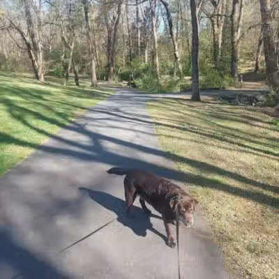 Redwood Dog Park - Hudson, NC