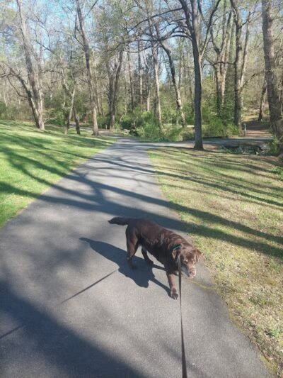 Redwood Dog Park - Hudson, NC