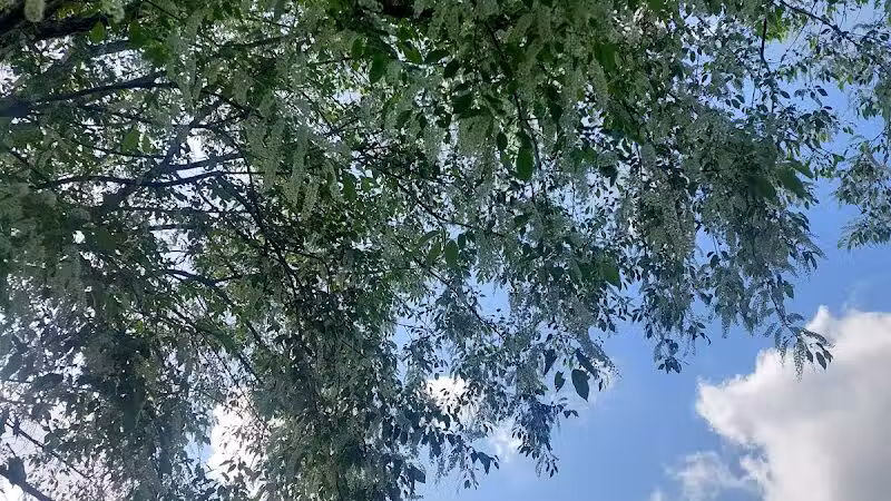 Redwood Dog Park - Hudson, NC
