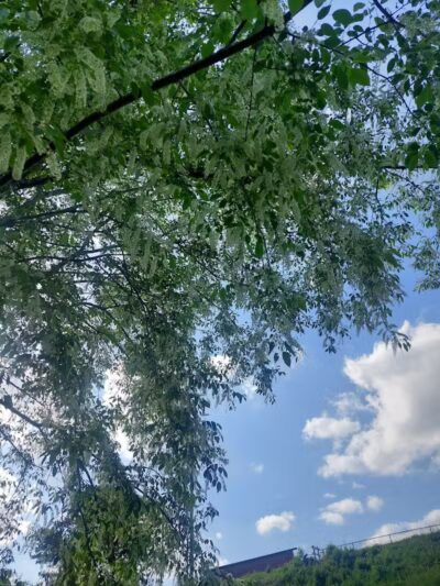 Redwood Dog Park - Hudson, NC