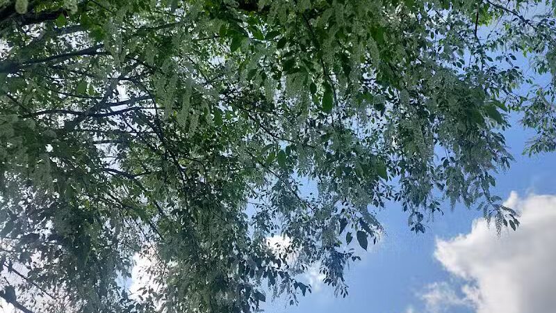 Redwood Dog Park - Hudson, NC