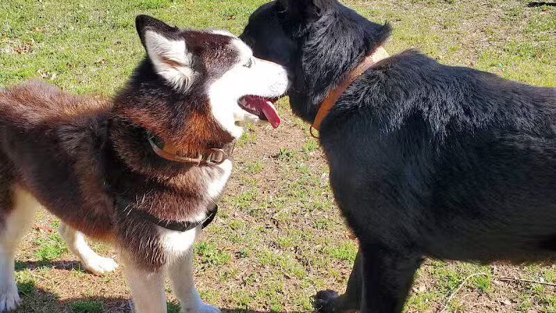Redwood Dog Park - Hudson, NC